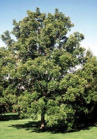 black walnut tree
