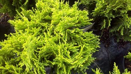 Arborvitae foliage, gold variety