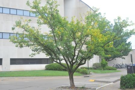 Osage orange tree