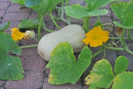 Squash foliage, flowers & fruit