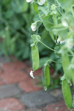 Pea Blossoms & Pods